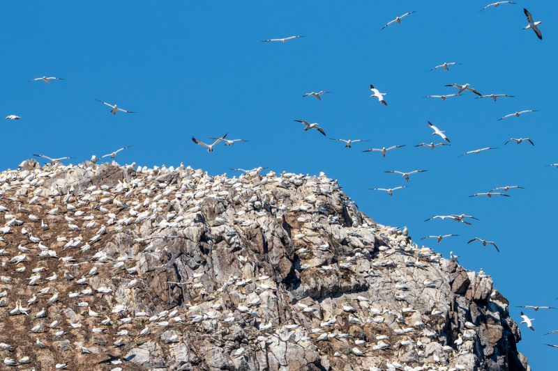 Colonie de Fous de Bassan en Bretagne